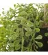 Planta pingente verde artificial 17 x 17 x 85 cm
