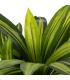 PLANTA DRACAENA VERDE POLIESTER 70 X 110 CM