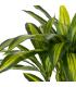 PLANTA DRACAENA VERDE POLIESTER 70 X 110 CM