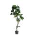 PLANTA FICUS