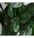 PLANTA FICUS