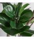 PLANTA FICUS