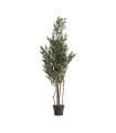 PLANTA BOJ