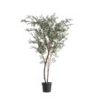 PLANTA EUCALIPTUS