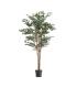 PLANTA FICUS