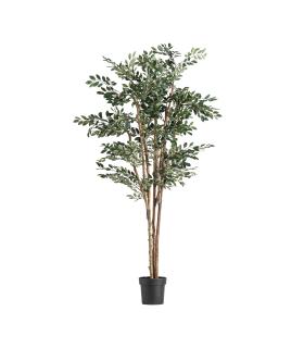 PLANTA FICUS