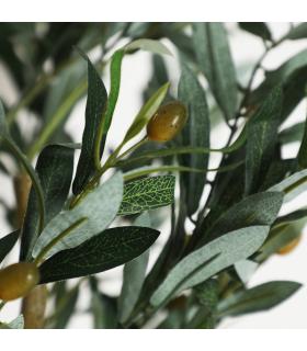 PLANTA OLIVO