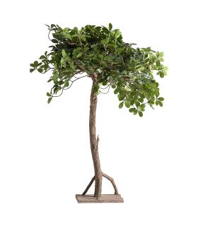 PLANTA