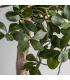 PLANTA