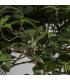 PLANTA