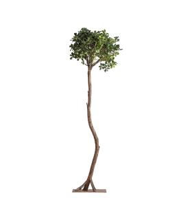 PLANTA