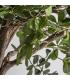 PLANTA
