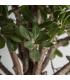 PLANTA
