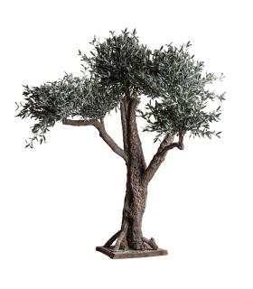 PLANTA OLIVO