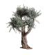 PLANTA OLIVO