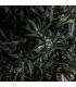 PLANTA OLIVO