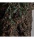 PLANTA OLIVO