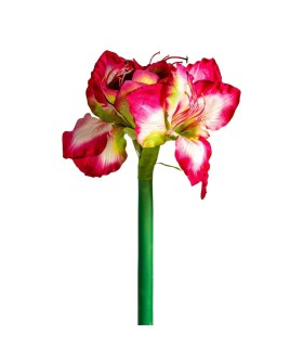 FLOR AMARYLLIS