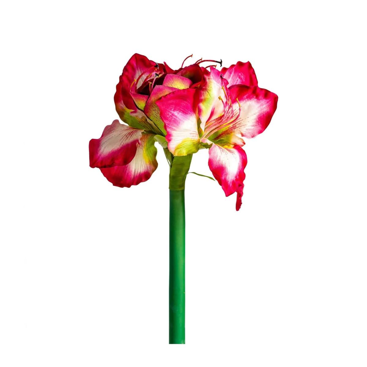 FLOR AMARYLLIS