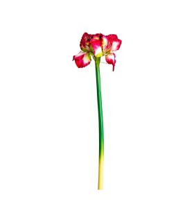 FLOR AMARYLLIS