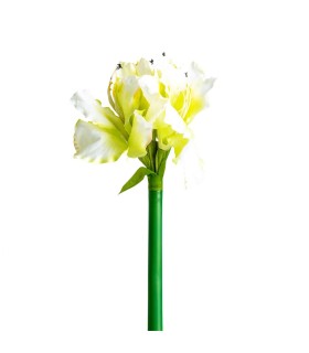 FLOR AMARYLLIS