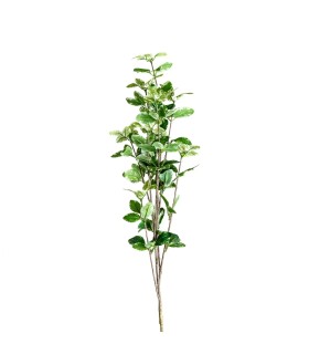 PLANTA HOJAS