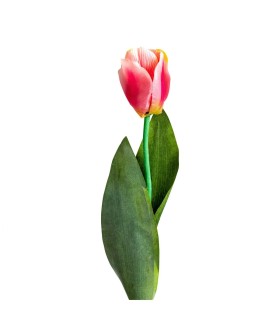 FLOR TULIPAN