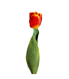 FLOR TULIPAN