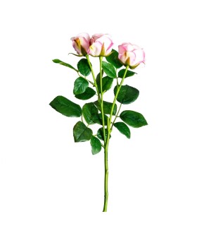 PLANTA ROSAL