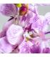 FLOR