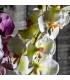 FLOR