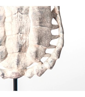 ESCULTURA CAPARAZÓN TORTUGA