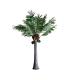 PLANTA PALMERA