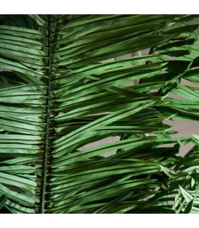 PLANTA PALMERA