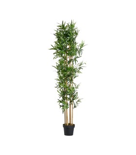 PLANTA BAMBÚ