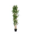 Bamboo plant