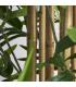 PLANTA BAMBÚ