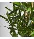 PLANTA BAMBÚ