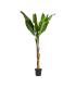 PLANTA BANANERA