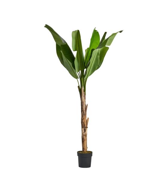 PLANTA BANANERA