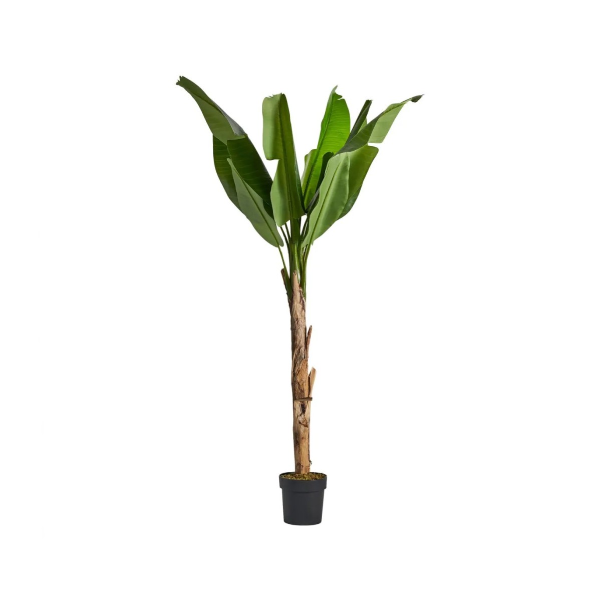PLANTA BANANERA