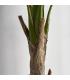 PLANTA BANANERA