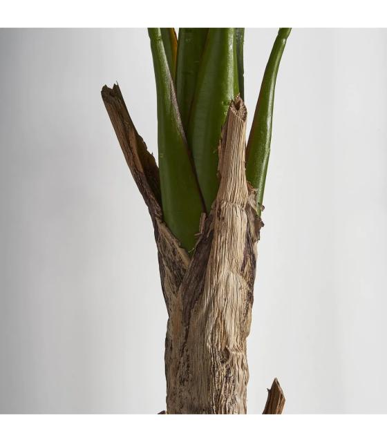 PLANTA BANANERA