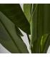 PLANTA BANANERA