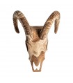 Busto Goat