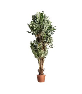 PLANTA BAMBÚ