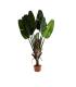 PLANTA PARADISE