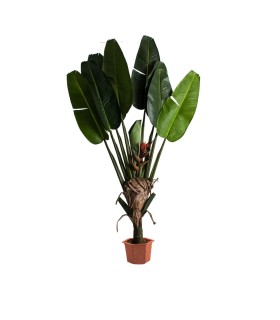 PLANTA PARADISE