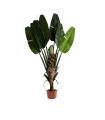 Paradise plant