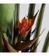 PLANTA PARADISE